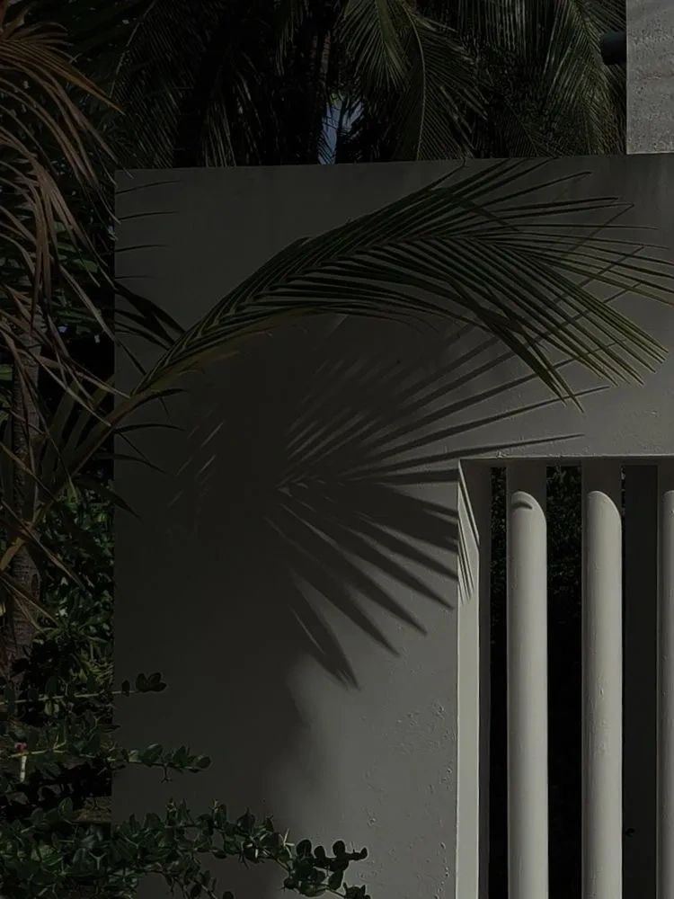 White wall tropical palm shadow minimalist architecture